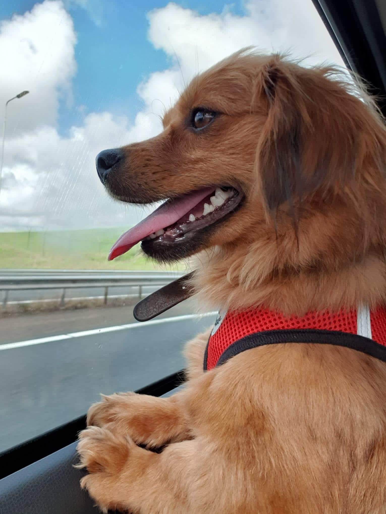 Stichting Changing Dogs Lives Homepage Stichting Changing Dogs Lives Homepage